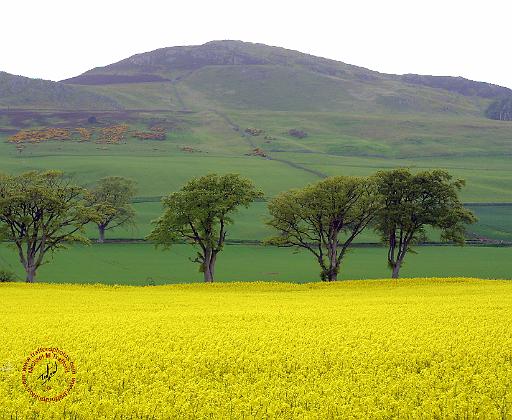 Scottish Borders Rubers Law 8T34D-09.JPG